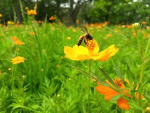 Cosmos flowers and bee